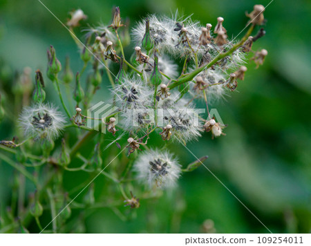 Seed dispersal of Asteraceae Seed dispersal of Asteraceae 109254011