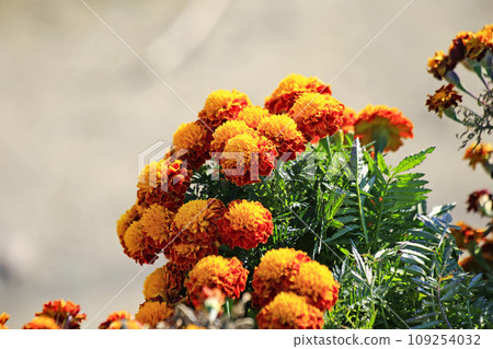bright orange marigold flower bright orange marigold flower 109254032