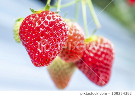 宮城縣山本市紅草莓水果之家草莓草莓採摘 宮城縣山本市紅草莓水果之家草莓草莓採摘 109254392