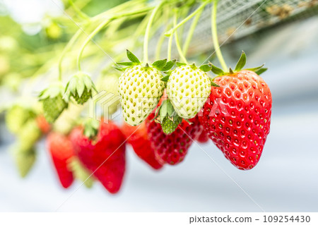 Red strawberry fruit House strawberry strawberry picking Yamamoto Town, Miyagi Prefecture Red strawberry fruit House strawberry strawberry picking Yamamoto Town, Miyagi Prefecture 109254430