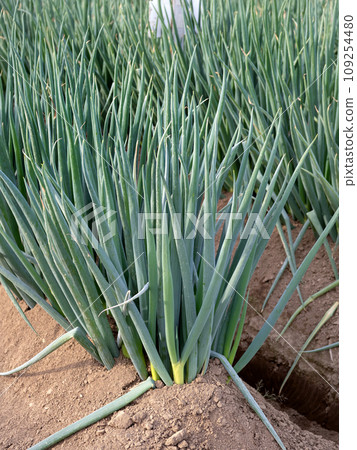 Cultivation of green onions 109254480