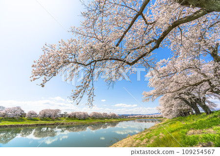 Blue sky and Shiroishi River bank, 1,000 cherry blossoms, Yoshino cherry trees in full bloom, Okawaramachi, Miyagi Prefecture 109254567