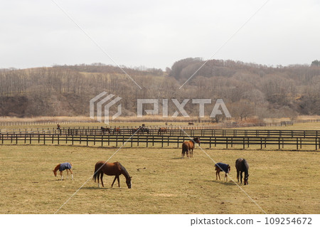 A peaceful farm scene where a thoroughbred parent and child snuggle together 109254672
