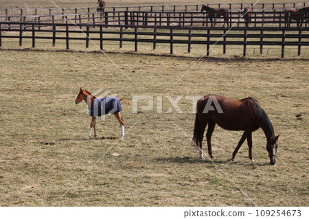 A peaceful farm scene where a thoroughbred parent and child snuggle together A peaceful farm scene where a thoroughbred parent and child snuggle together 109254673