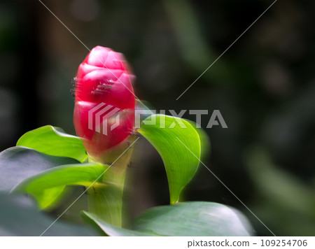 Red Button Ginger plant, soft focus. Red Button Ginger plant, soft focus. 109254706