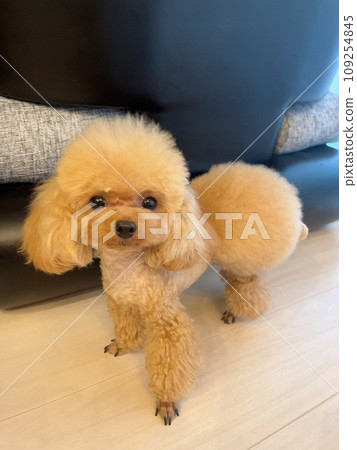 Teacup Poodle Teacup Poodle 109254845
