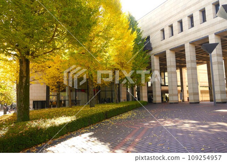 The Tochigi Prefectural Cultural Center is nestled in the midst of yellow ginkgo trees. 109254957