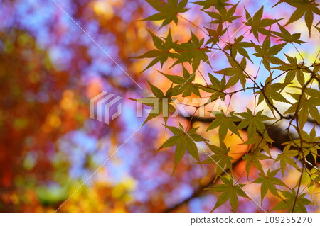 京都正法寺的夢幻秋葉森林 109255270