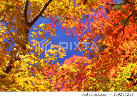 Fantastic autumn foliage forest at Shoboji Temple in Kyoto 109255288