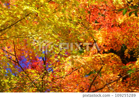 Fantastic autumn foliage forest at Shoboji Temple in Kyoto Fantastic autumn foliage forest at Shoboji Temple in Kyoto 109255289