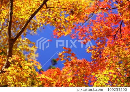 京都正法寺的夢幻秋葉森林 109255290