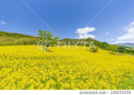 Spring Sannokura Plateau (ski resort) Flower field Rape blossoms Kitakata City, Fukushima Prefecture Spring Sannokura Plateau (ski resort) Flower field Rape blossoms Kitakata City, Fukushima Prefecture 109255476