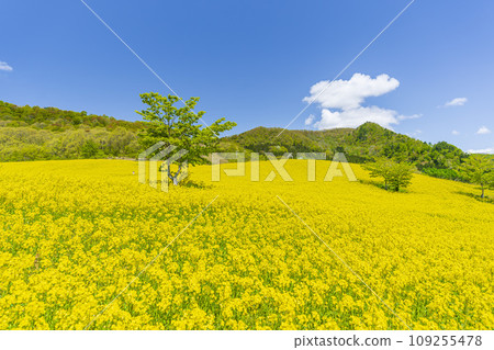 Spring Sannokura Plateau (ski resort) Flower field Rape blossoms Kitakata City, Fukushima Prefecture Spring Sannokura Plateau (ski resort) Flower field Rape blossoms Kitakata City, Fukushima Prefecture 109255478