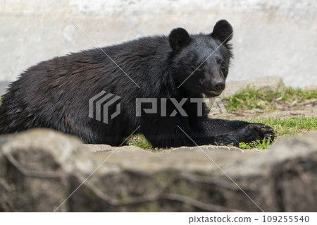 Asiatic black bear, Sendai City, Miyagi Prefecture Asiatic black bear, Sendai City, Miyagi Prefecture 109255540