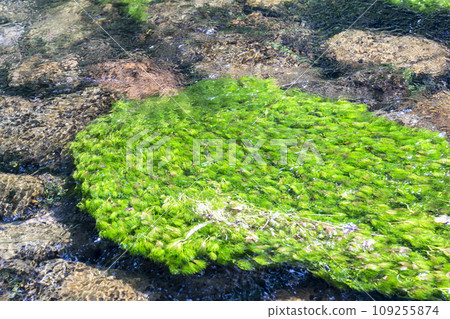 Baikamo (baikamo) of Ushiwata River, Yusa Town, Yamagata Prefecture Baikamo (baikamo) of Ushiwata River, Yusa Town, Yamagata Prefecture 109255874