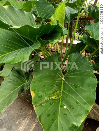 Close up of giant philodendron plant  109256110