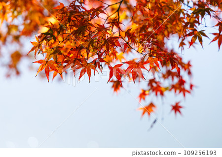 2023 年深秋，奈良東大寺大佛池周圍的秋葉。楓樹的秋葉在失焦的白色背景下顯得格外引人注目。 109256193