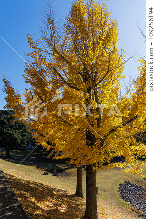 2023 Late Autumn Autumn leaves around the Great Buddha Pond of Todaiji Temple, Nara. Yellow ginkgo leaves shining yellow in the sunlight on the north side of the pond ① 2023 Late Autumn Autumn leaves around the Great Buddha Pond of Todaiji Temple, Nara. Yellow ginkgo leaves shining yellow in the sunlight on the north side of the pond ① 109256194