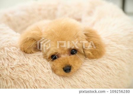 Toy poodle peeking out of bed 109256280
