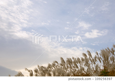 Pampas grass sways in the autumn sky Pampas grass sways in the autumn sky 109256397