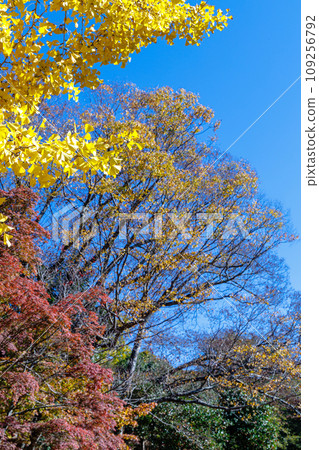 奈良東大寺大佛殿周圍的秋葉,廣場邊緣有楓樹和銀杏裝飾➂ 奈良東大寺大佛殿周圍的秋葉,廣場邊緣有楓樹和銀杏裝飾➂ 109256792