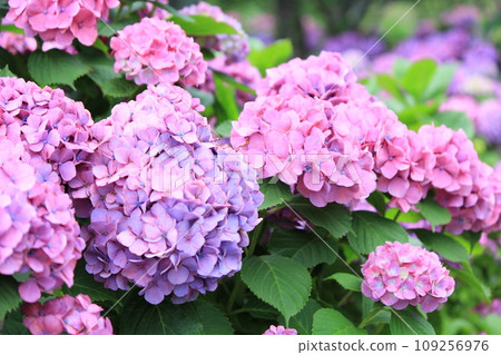 粉紅色和紫色繡球花 2 109256976