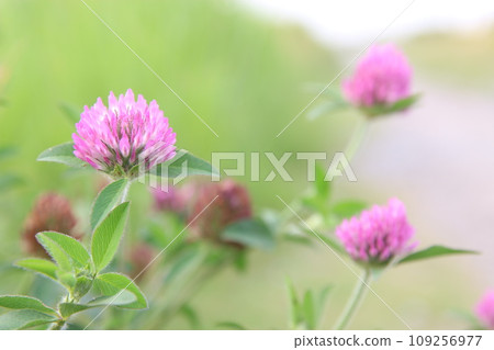 紅三葉草 109256977