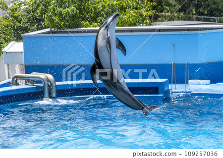 Aquarium scenery Jumping dolphin Niigata City, Niigata Prefecture 109257036