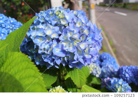 藍色繡球花 藍色繡球花 109257123