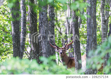 北海道安平町森林中觀賞梅花鹿 109257134