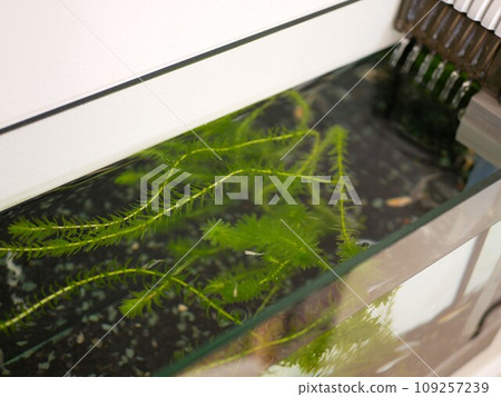 Medaka fish tank seen from above 109257239