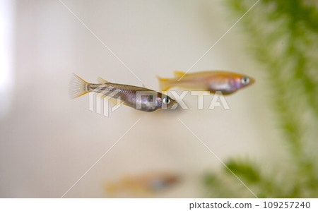 Black killifish kept in an aquarium 109257240