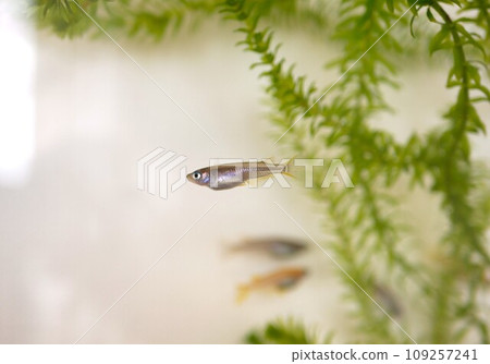 Black killifish kept in an aquarium 109257241