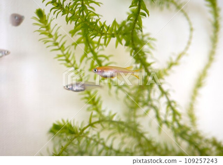 姬高被飼養在水族館裡 109257243