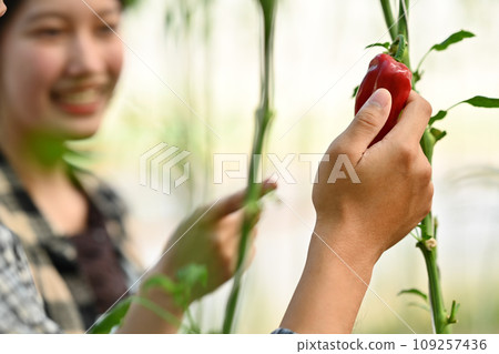 Cropped shot of farmer checking the quality of peppers plant in a greenhouse Cropped shot of farmer checking the quality of peppers plant in a greenhouse 109257436