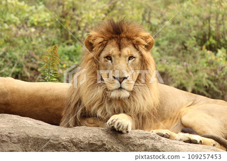 獅子臉有點傻 109257453