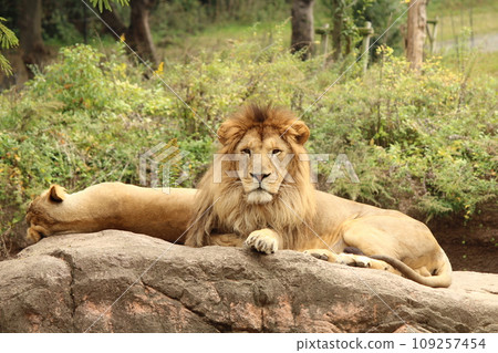 一隻獅子凝視著遠方 109257454