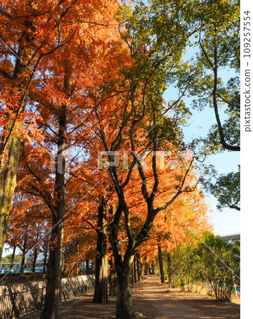Landscape with rows of metasequoia trees Landscape with rows of metasequoia trees 109257554