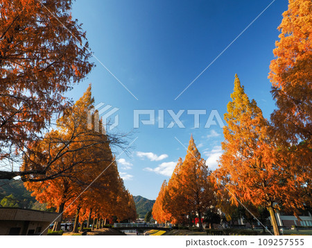 景觀與成排的水杉樹 景觀與成排的水杉樹 109257555