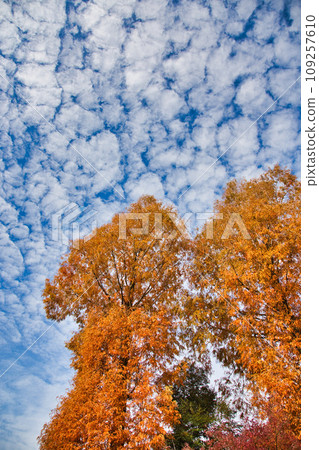 有秋葉的森林 109257610