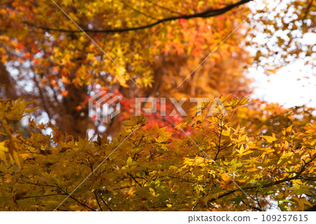 forest with autumn leaves 109257615