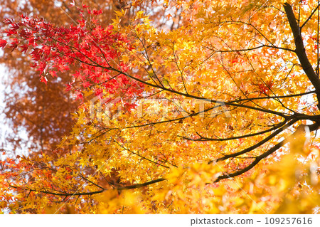 forest with autumn leaves 109257616