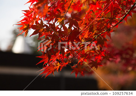 forest with autumn leaves 109257634