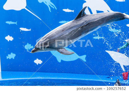 Aquarium scenery Jumping dolphin Aquarium scenery Jumping dolphin 109257652