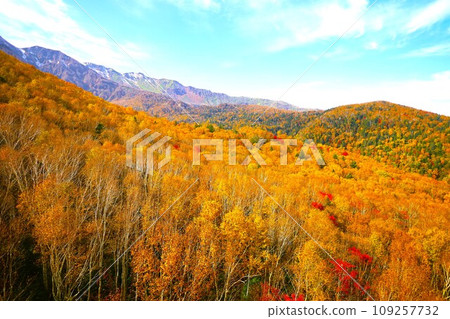 熾熱的秋天,錦秋的北海道,十月,層雲峽的秋葉,黑岳索道,乘索道攀登黑岳,紅黃色的秋葉 熾熱的秋天,錦秋的北海道,十月,層雲峽的秋葉,黑岳索道,乘索道攀登黑岳,紅黃色的秋葉 109257732