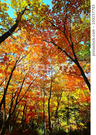 Blazing autumn, Hokkaido in brocade autumn, October, autumn leaves in Sounkyo, Mt. Kurodake ropeway, Mt. Kurodake climbed by ropeway, red-yellow autumn leaves 109257785