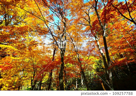 Blazing autumn, Hokkaido in brocade autumn, October, autumn leaves in Sounkyo, Mt. Kurodake ropeway, Mt. Kurodake climbed by ropeway, red-yellow autumn leaves 109257788