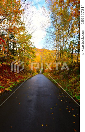 Blazing autumn, Hokkaido in brocade autumn, October, autumn leaves in Sounkyo, Mt. Kurodake ropeway, Mt. Kurodake climbed by ropeway, red-yellow autumn leaves Blazing autumn, Hokkaido in brocade autumn, October, autumn leaves in Sounkyo, Mt. Kurodake ropeway, Mt. Kurodake climbed by ropeway, red-yellow autumn leaves 109257814
