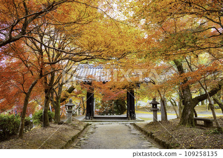 秋月美麗的秋月城遺址（福岡縣朝倉市） 109258135