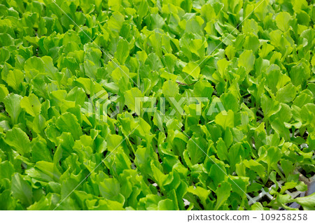 Fresh young green lettuce seedlings in cassette tray Fresh young green lettuce seedlings in cassette tray 109258258